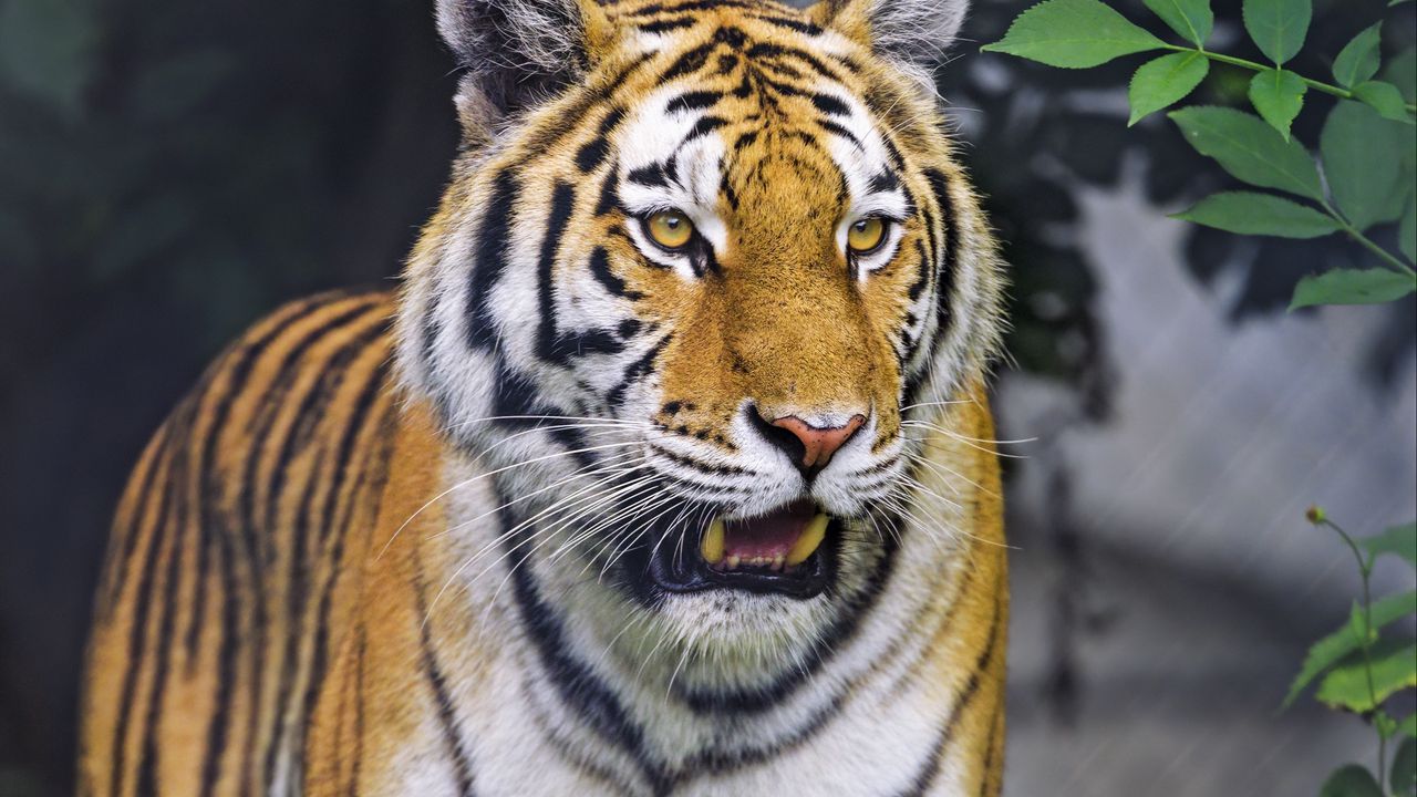 Wallpaper tiger, animal, roar, predator, big cat