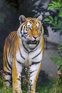 Preview wallpaper tiger, animal, roar, predator, big cat