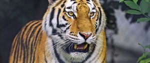 Preview wallpaper tiger, animal, roar, predator, big cat