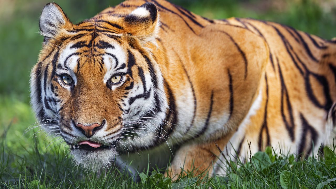 Wallpaper tiger, animal, striped, predator, big cat