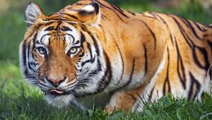 Preview wallpaper tiger, animal, striped, predator, big cat