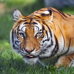 Preview wallpaper tiger, animal, striped, predator, big cat