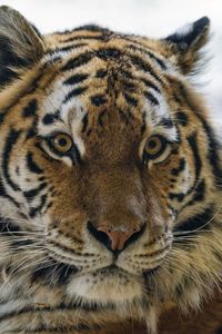 Preview wallpaper tiger, animal, striped, big cat, predator