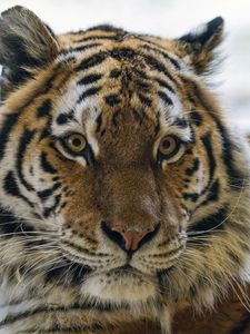 Preview wallpaper tiger, animal, striped, big cat, predator