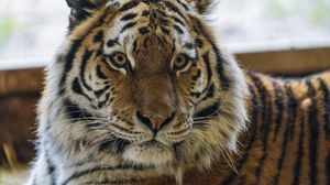 Preview wallpaper tiger, animal, striped, big cat, predator
