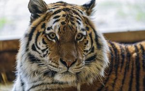 Preview wallpaper tiger, animal, striped, big cat, predator