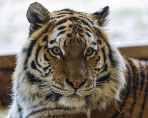 Preview wallpaper tiger, animal, striped, big cat, predator