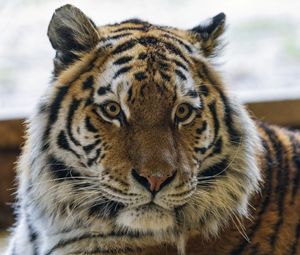 Preview wallpaper tiger, animal, striped, big cat, predator