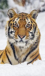 Preview wallpaper tiger, animal, stripes, snow, winter, big cat