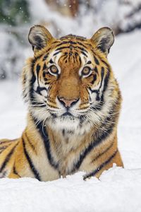 Preview wallpaper tiger, animal, stripes, snow, winter, big cat