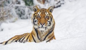 Preview wallpaper tiger, animal, stripes, snow, winter, big cat