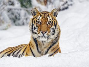 Preview wallpaper tiger, animal, stripes, snow, winter, big cat