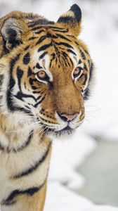 Preview wallpaper tiger, animal, stripes, glance, predator