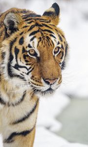Preview wallpaper tiger, animal, stripes, glance, predator