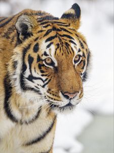 Preview wallpaper tiger, animal, stripes, glance, predator