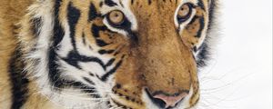 Preview wallpaper tiger, animal, stripes, glance, predator