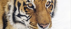 Preview wallpaper tiger, animal, stripes, glance, predator