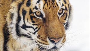 Preview wallpaper tiger, animal, stripes, glance, predator