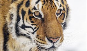 Preview wallpaper tiger, animal, stripes, glance, predator