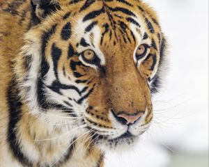 Preview wallpaper tiger, animal, stripes, glance, predator