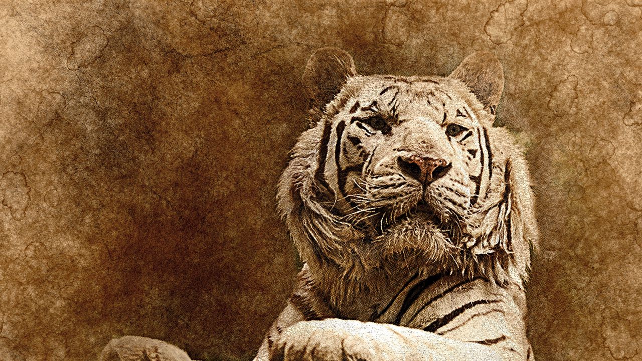 Wallpaper tiger, art, muzzle, predator