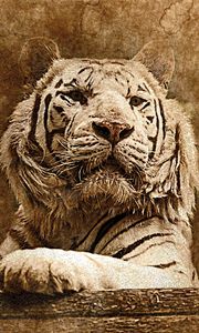 Preview wallpaper tiger, art, muzzle, predator