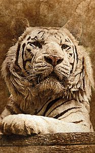 Preview wallpaper tiger, art, muzzle, predator