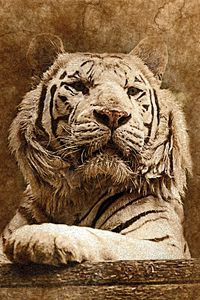 Preview wallpaper tiger, art, muzzle, predator