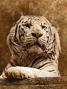 Preview wallpaper tiger, art, muzzle, predator