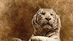 Preview wallpaper tiger, art, muzzle, predator