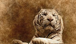 Preview wallpaper tiger, art, muzzle, predator