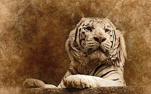 Preview wallpaper tiger, art, muzzle, predator
