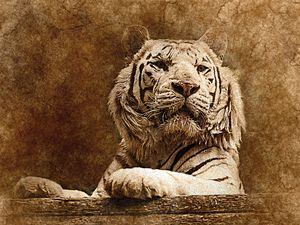 Preview wallpaper tiger, art, muzzle, predator