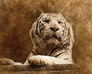 Preview wallpaper tiger, art, muzzle, predator