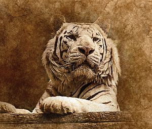 Preview wallpaper tiger, art, muzzle, predator