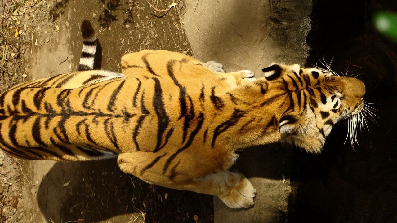 Wallpaper tiger, back, band, water, hunting