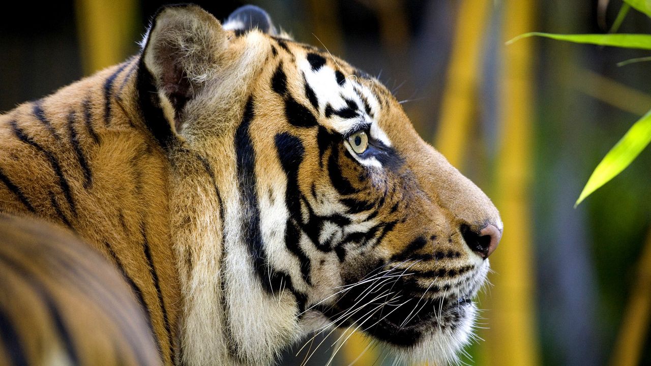 Wallpaper tiger, bamboo, head, jungle, big cat, leaves, fur, face, color, stripes, profile, mustache, predator, wool
