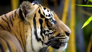 Preview wallpaper tiger, bamboo, head, jungle, big cat, leaves, fur, face, color, stripes, profile, mustache, predator, wool