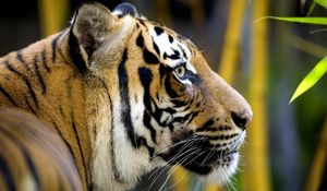 Preview wallpaper tiger, bamboo, head, jungle, big cat, leaves, fur, face, color, stripes, profile, mustache, predator, wool