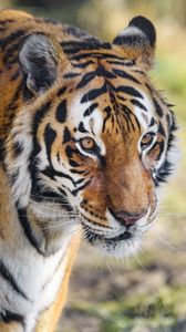 Preview wallpaper tiger, big cat, animal, predator