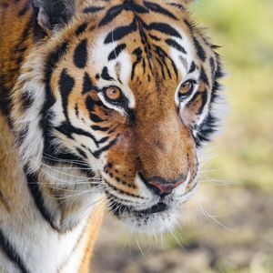 Preview wallpaper tiger, big cat, animal, predator