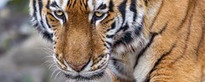 Preview wallpaper tiger, big cat, animal, striped, wild