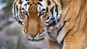 Preview wallpaper tiger, big cat, animal, striped, wild