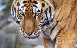 Preview wallpaper tiger, big cat, animal, striped, wild