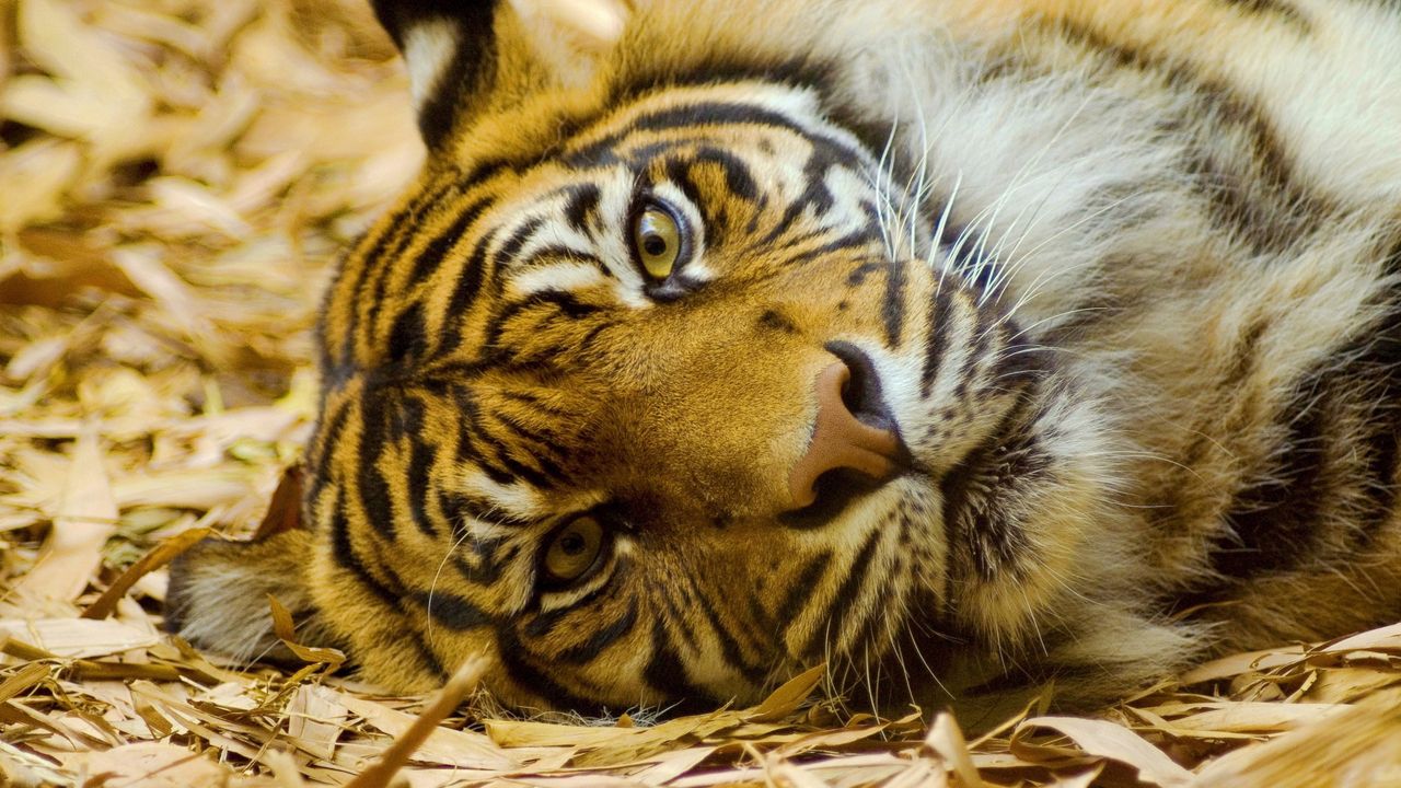 Wallpaper tiger, big cat, carnivore, grass, lie, face