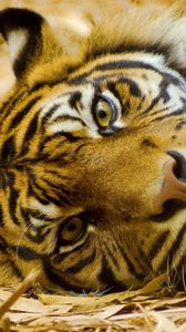 Preview wallpaper tiger, big cat, carnivore, grass, lie, face