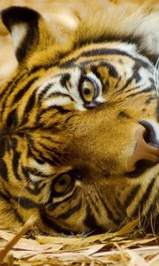 Preview wallpaper tiger, big cat, carnivore, grass, lie, face