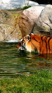 Preview wallpaper tiger, big cat, carnivore, swim, water, rocks