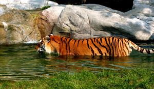 Preview wallpaper tiger, big cat, carnivore, swim, water, rocks
