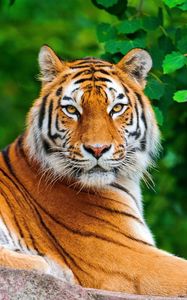 Preview wallpaper tiger, big cat, carnivore, lie, stone